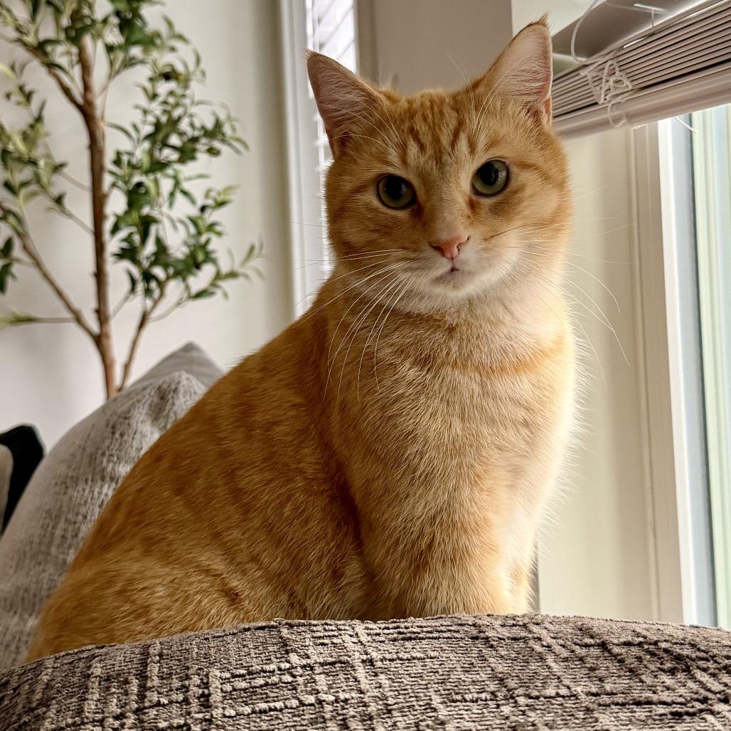 Enlarge Copper, a Adoptable Domestic Short Hair in Chattanooga, TN image 6/6