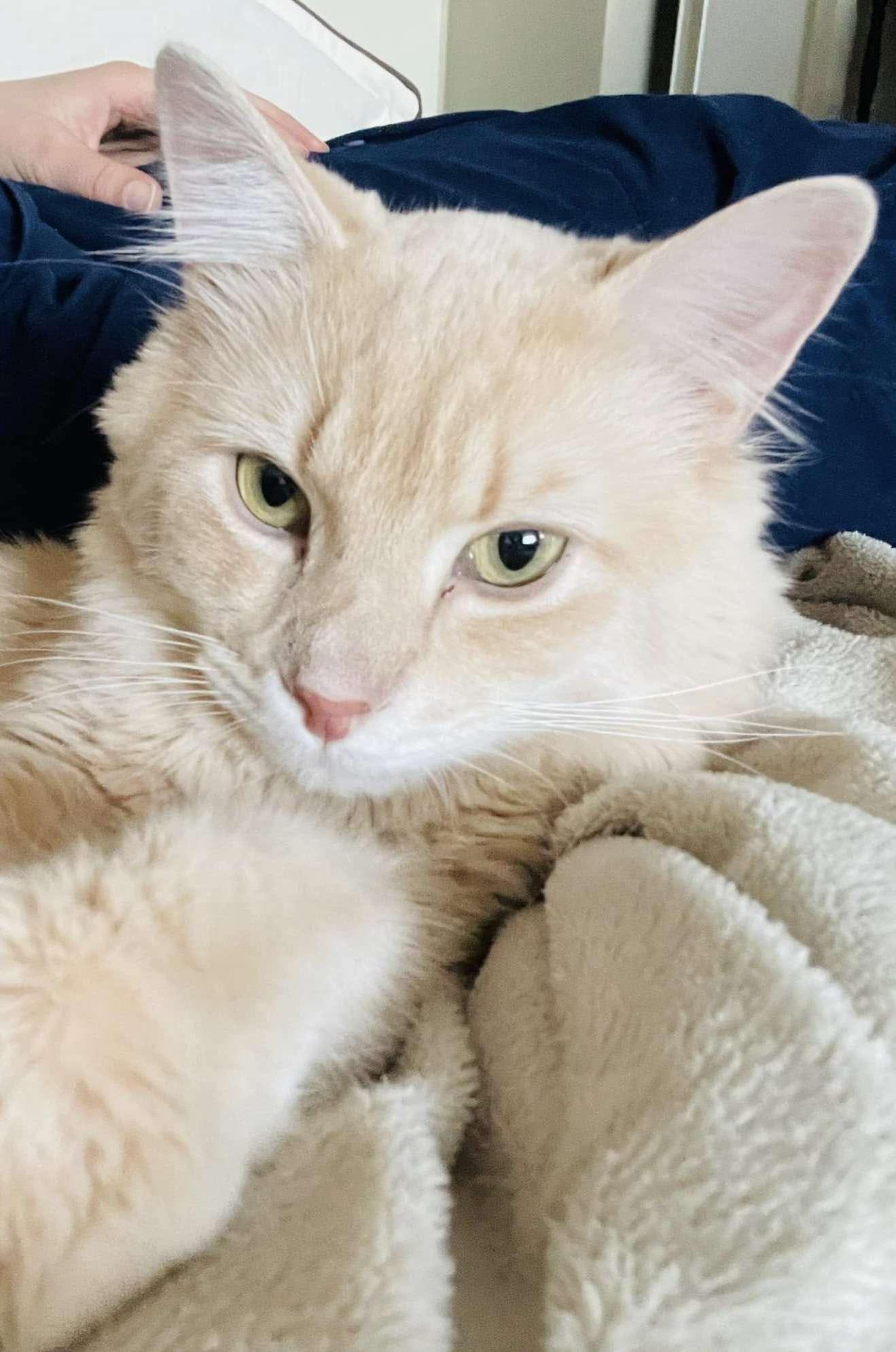 Andy, ADOPTABLE, Young Male Domestic Medium Hair.