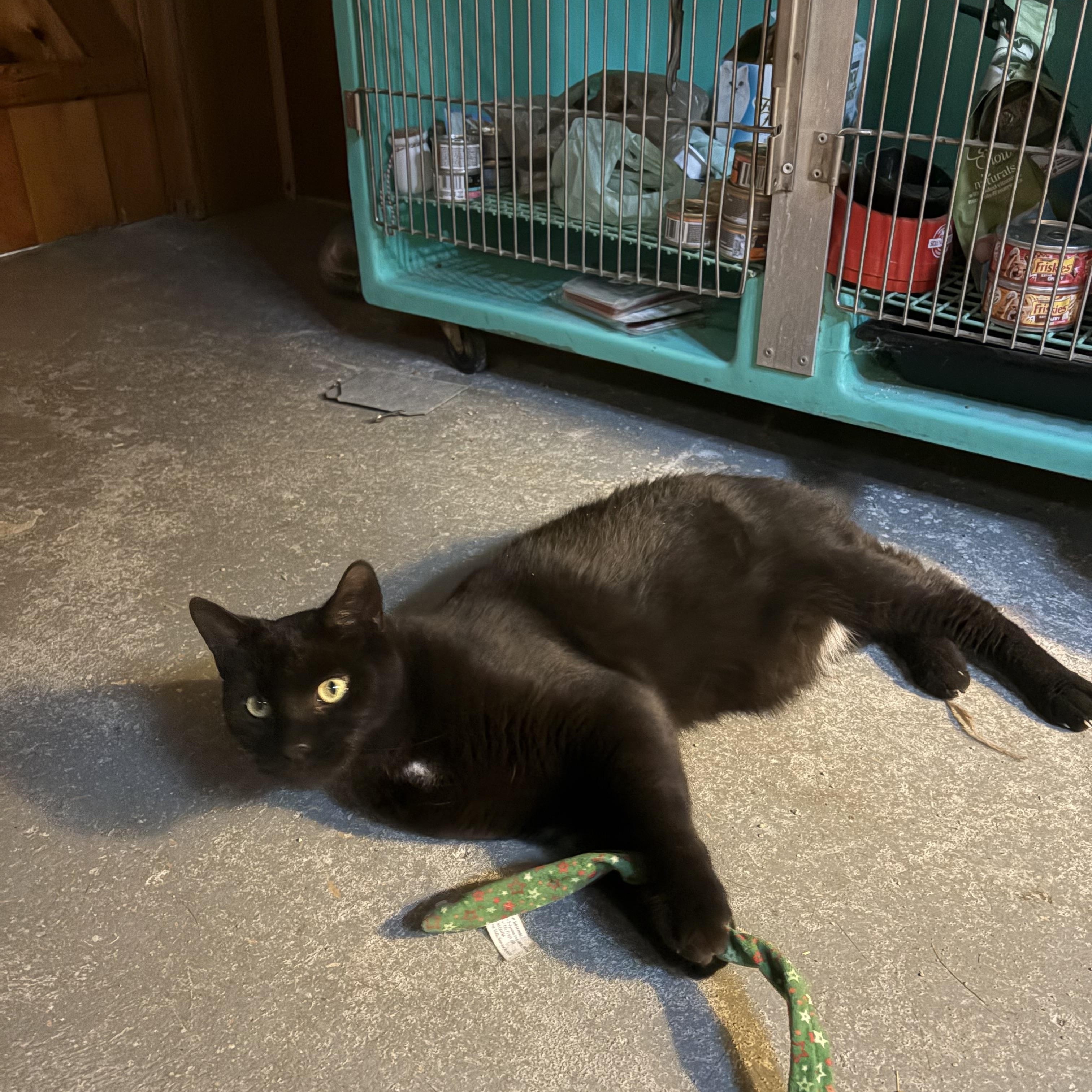 Enlarge Rip, an adopted Domestic Short Hair in Midland, MI image 2/3