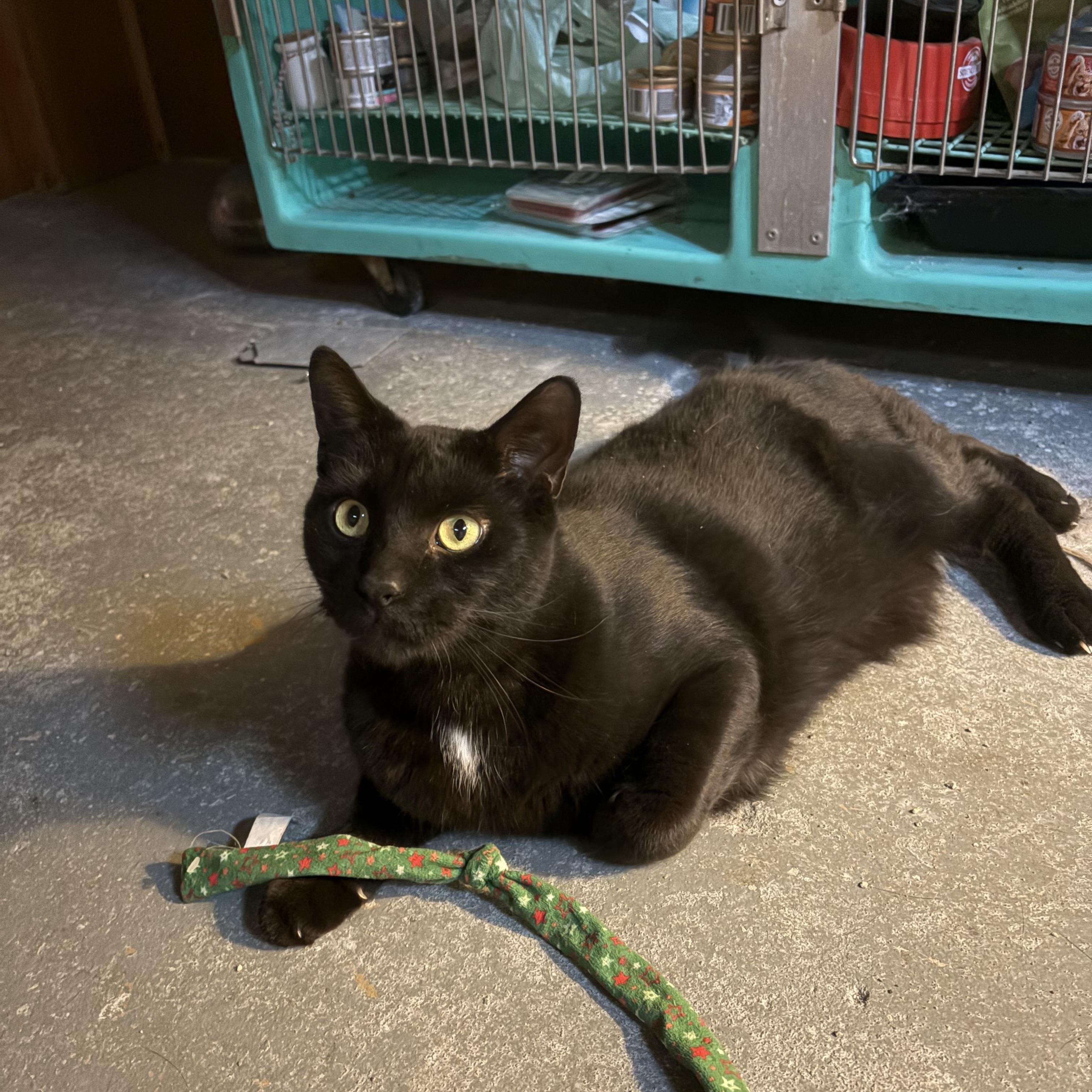 Rip, adopted, Adult Male Domestic Short Hair.