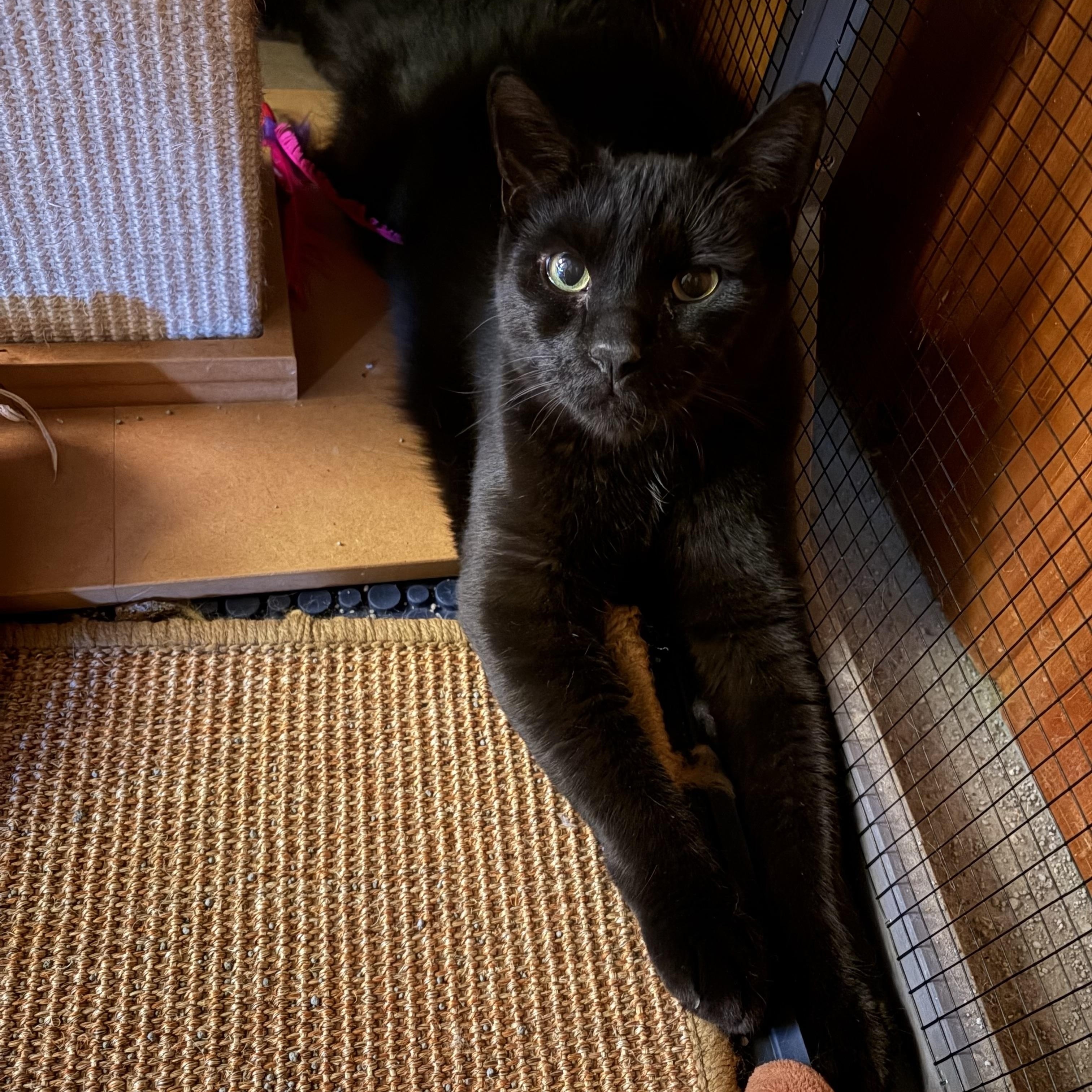 Enlarge Rip, an adopted Domestic Short Hair in Midland, MI image 3/3