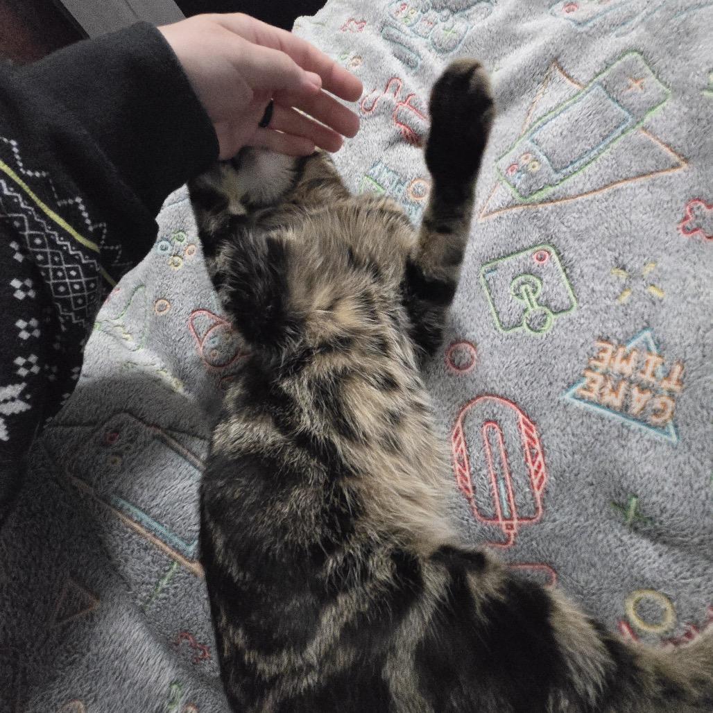Enlarge Jaskier, a Adoptable Domestic Short Hair in Granville, OH image 1/5