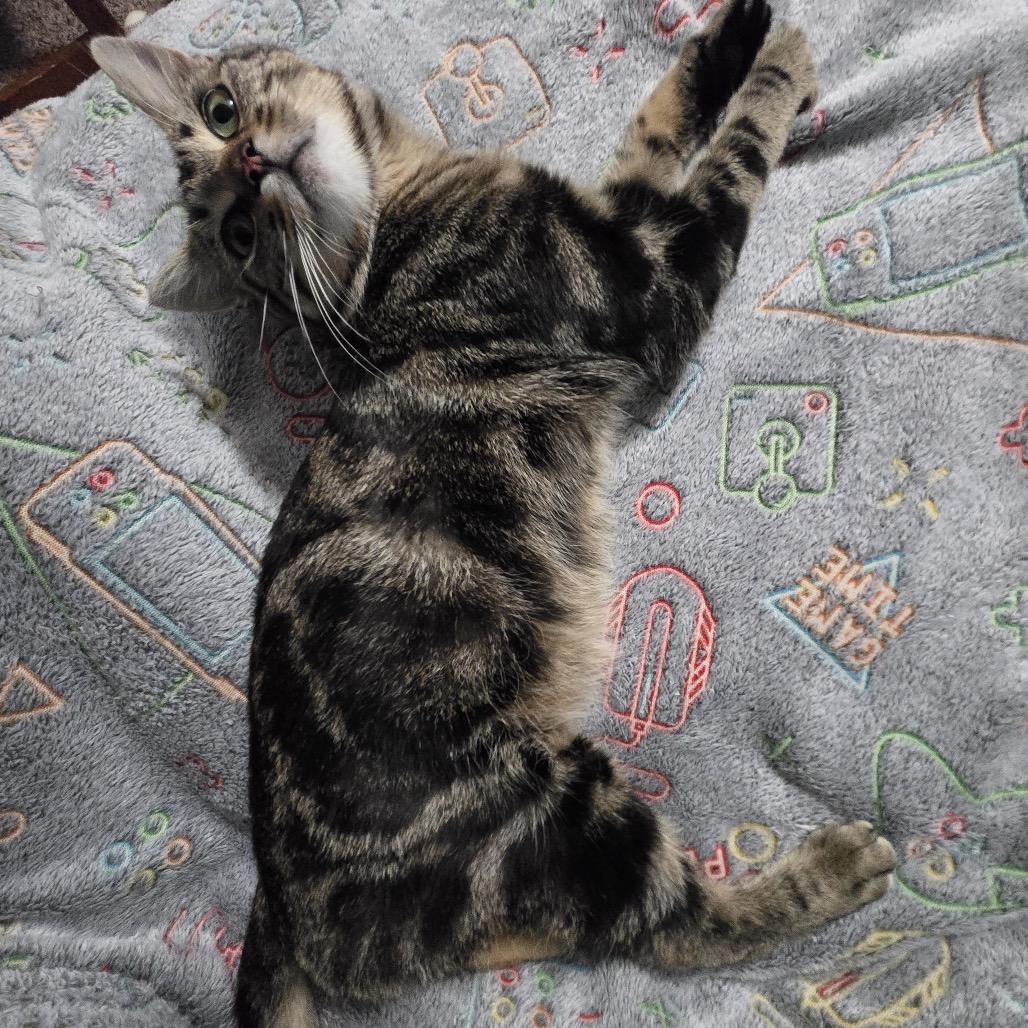 Enlarge Jaskier, a Adoptable Domestic Short Hair in Granville, OH image 2/5