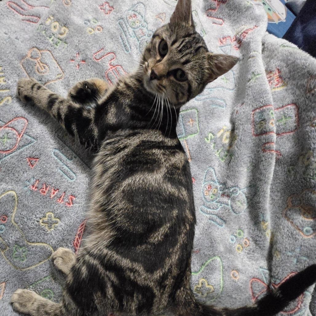 Enlarge Jaskier, a Adoptable Domestic Short Hair in Granville, OH image 3/5