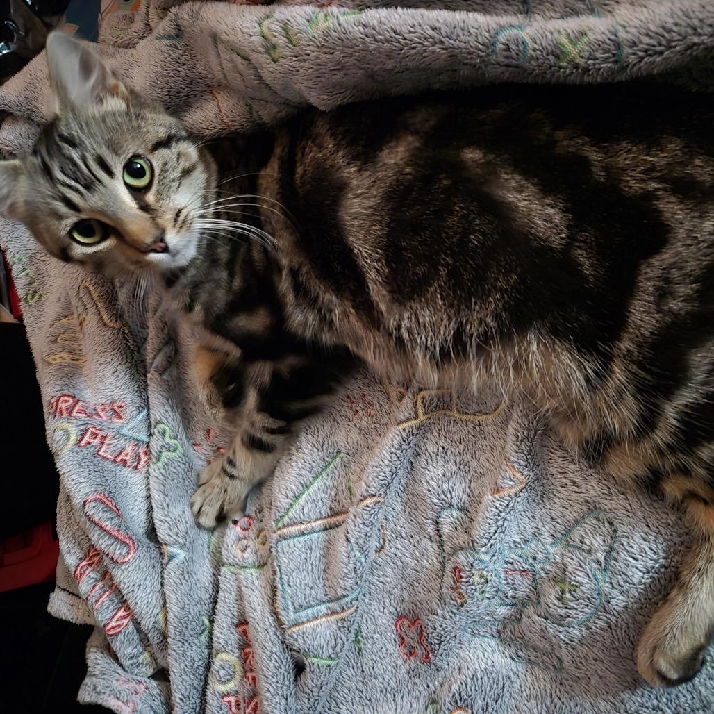 Enlarge Jaskier, a Adoptable Domestic Short Hair in Granville, OH image 4/5