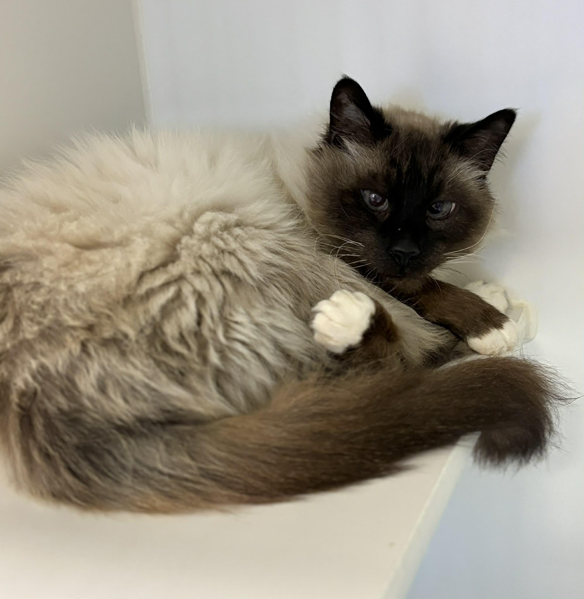 Winston, an adoptable Domestic Long Hair in Grants Pass, OR image 1/3