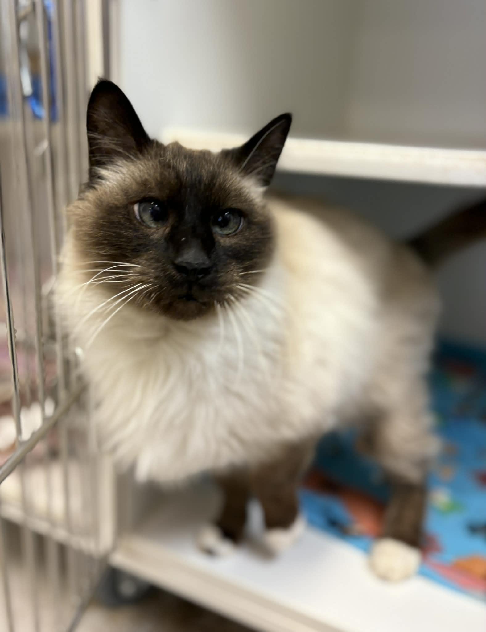 Winston, an adoptable Domestic Long Hair in Grants Pass, OR image 2/3