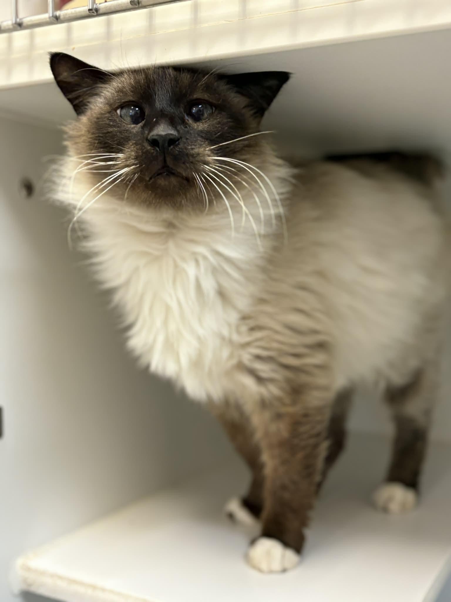 Winston, an adoptable Domestic Long Hair in Grants Pass, OR image 3/3