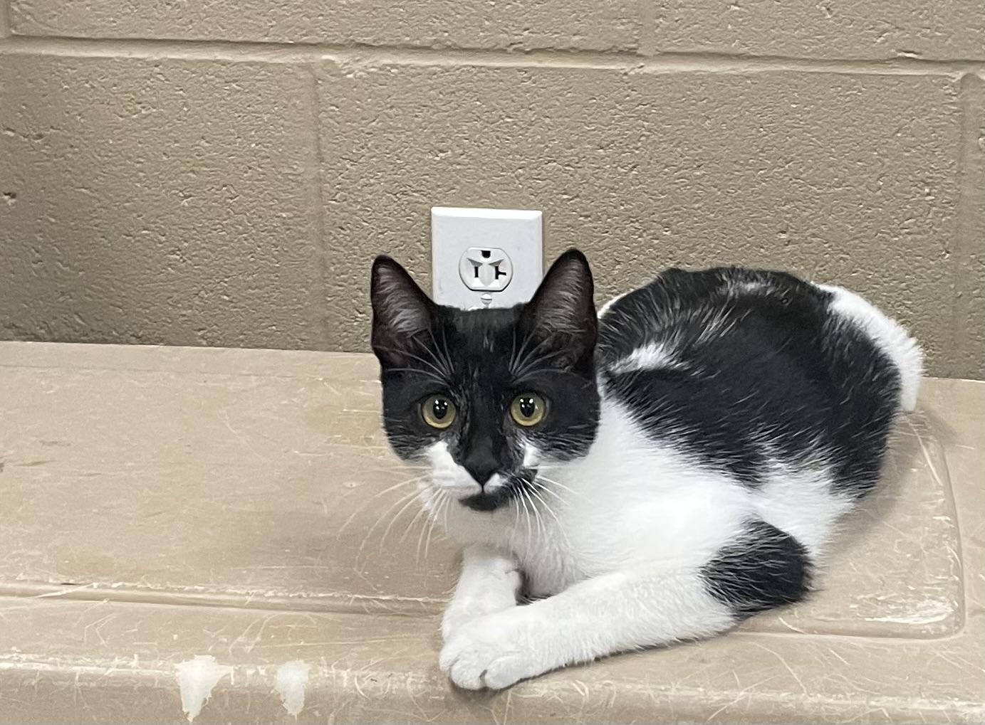 Paola, Adoptable, Young Female Tuxedo & Domestic Short Hair.