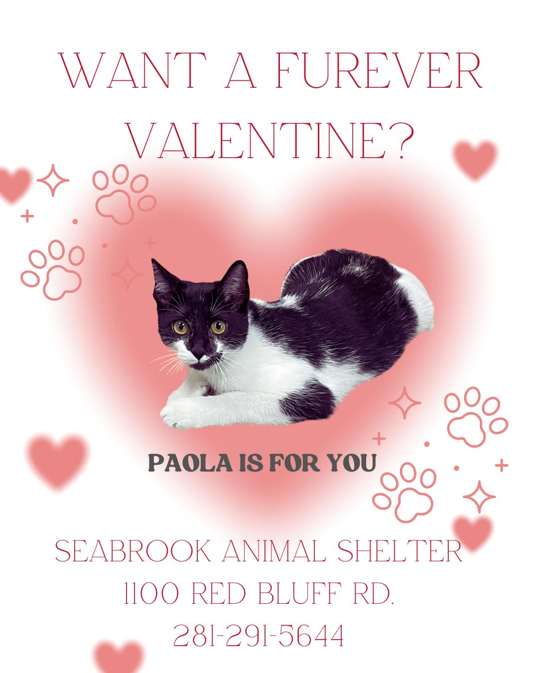 Enlarge Paola, a Adoptable mixed breed in Seabrook, TX image 1/5