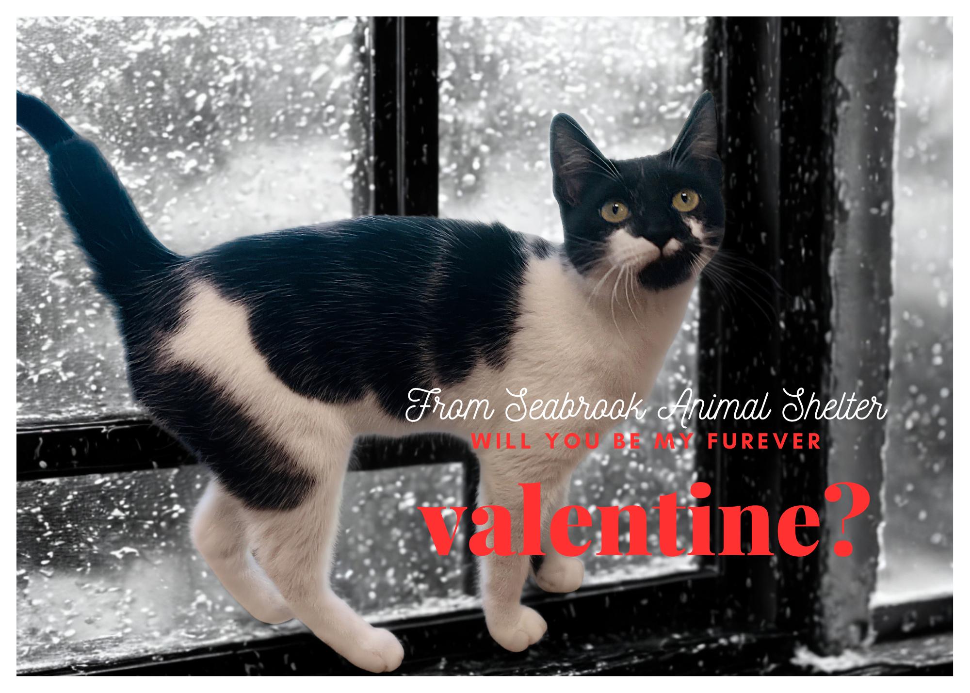 Enlarge Paola, a Adoptable mixed breed in Seabrook, TX image 1/6