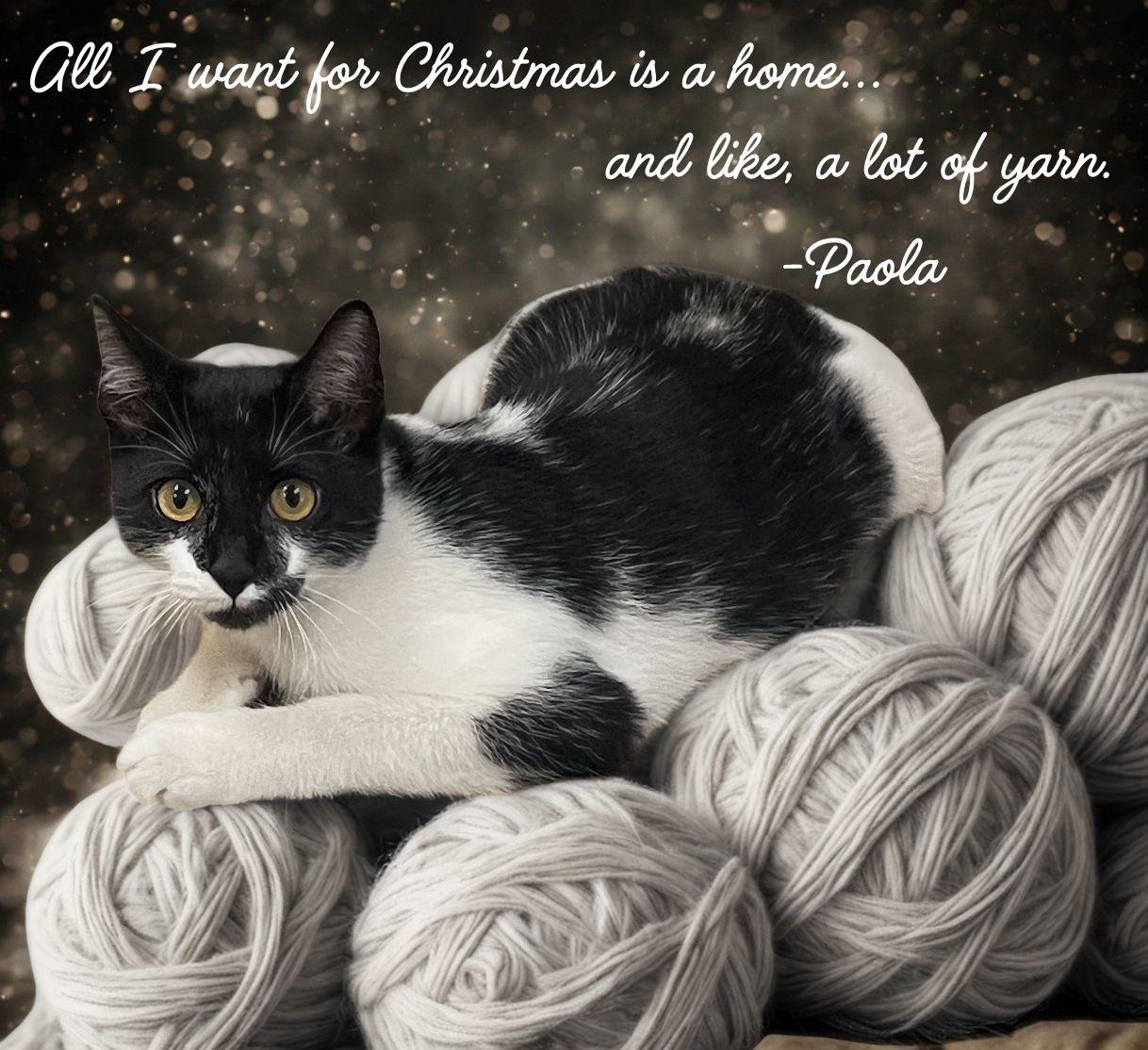 Enlarge Paola, a Adoptable mixed breed in Seabrook, TX image 2/5