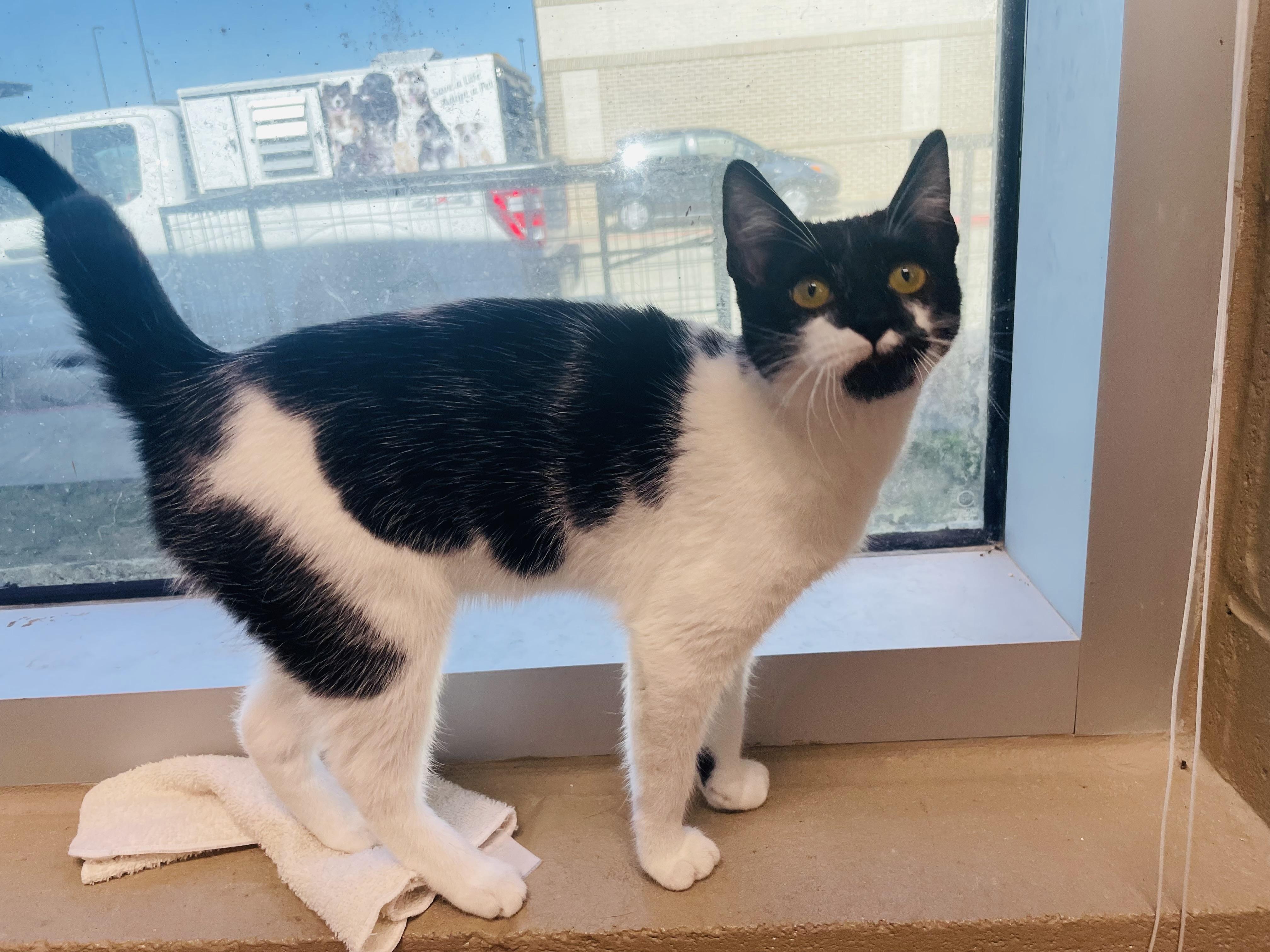 Enlarge Paola, a Adoptable mixed breed in Seabrook, TX image 3/5