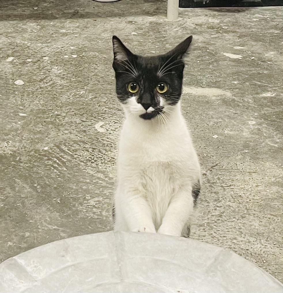 Enlarge Paola, a Adoptable mixed breed in Seabrook, TX image 4/5