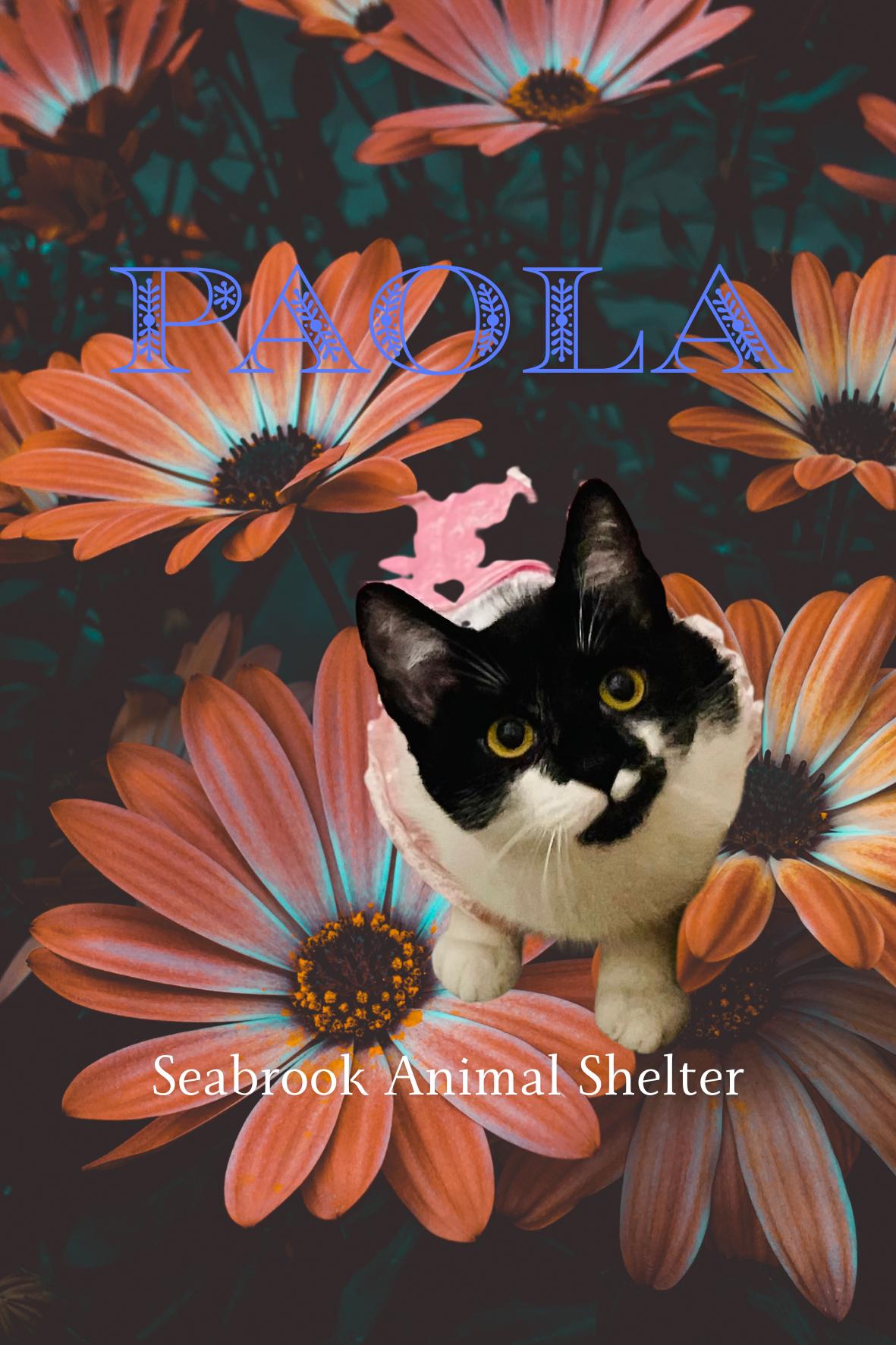 Paola, adoptable, Young Female Tuxedo & Domestic Short Hair.