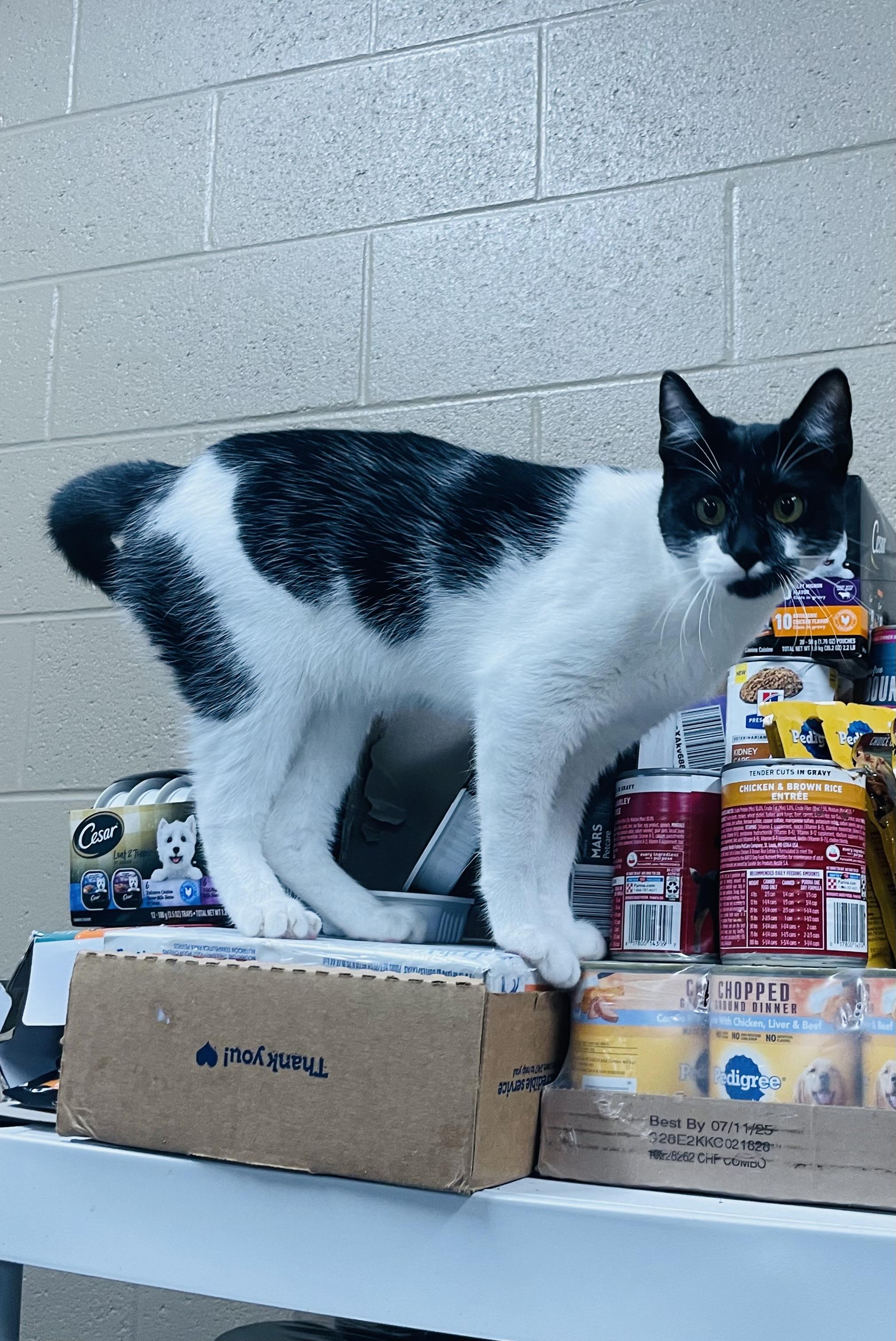 Enlarge Paola, a Adoptable mixed breed in Seabrook, TX image 5/5