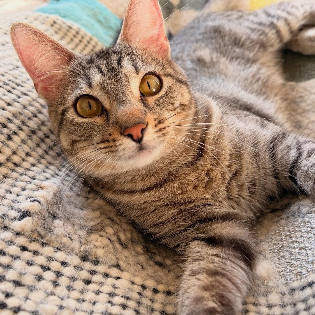 Enlarge Etta, a ADOPTABLE Domestic Short Hair in Chicago, IL image 3/6