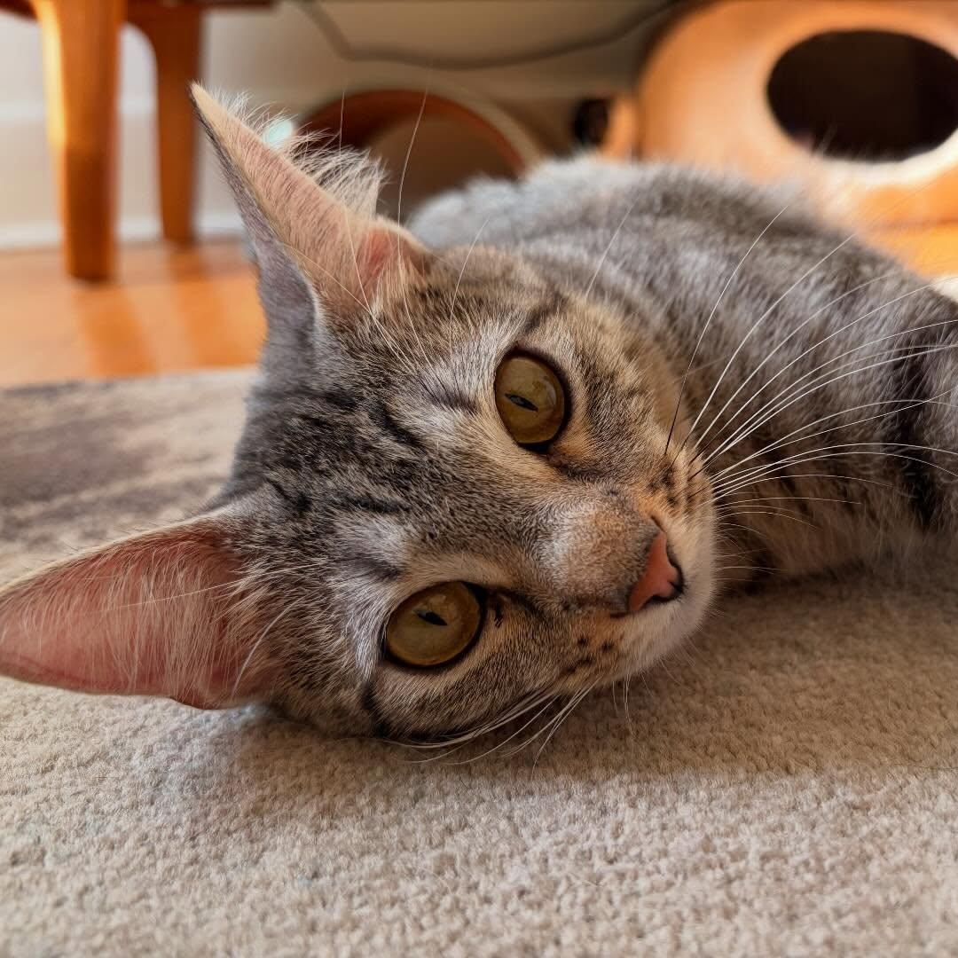 Enlarge Etta, a ADOPTABLE Domestic Short Hair in Chicago, IL image 2/6