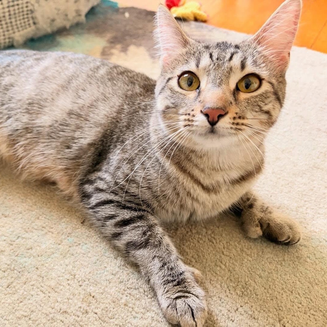 Enlarge Etta, a ADOPTABLE Domestic Short Hair in Chicago, IL image 6/6