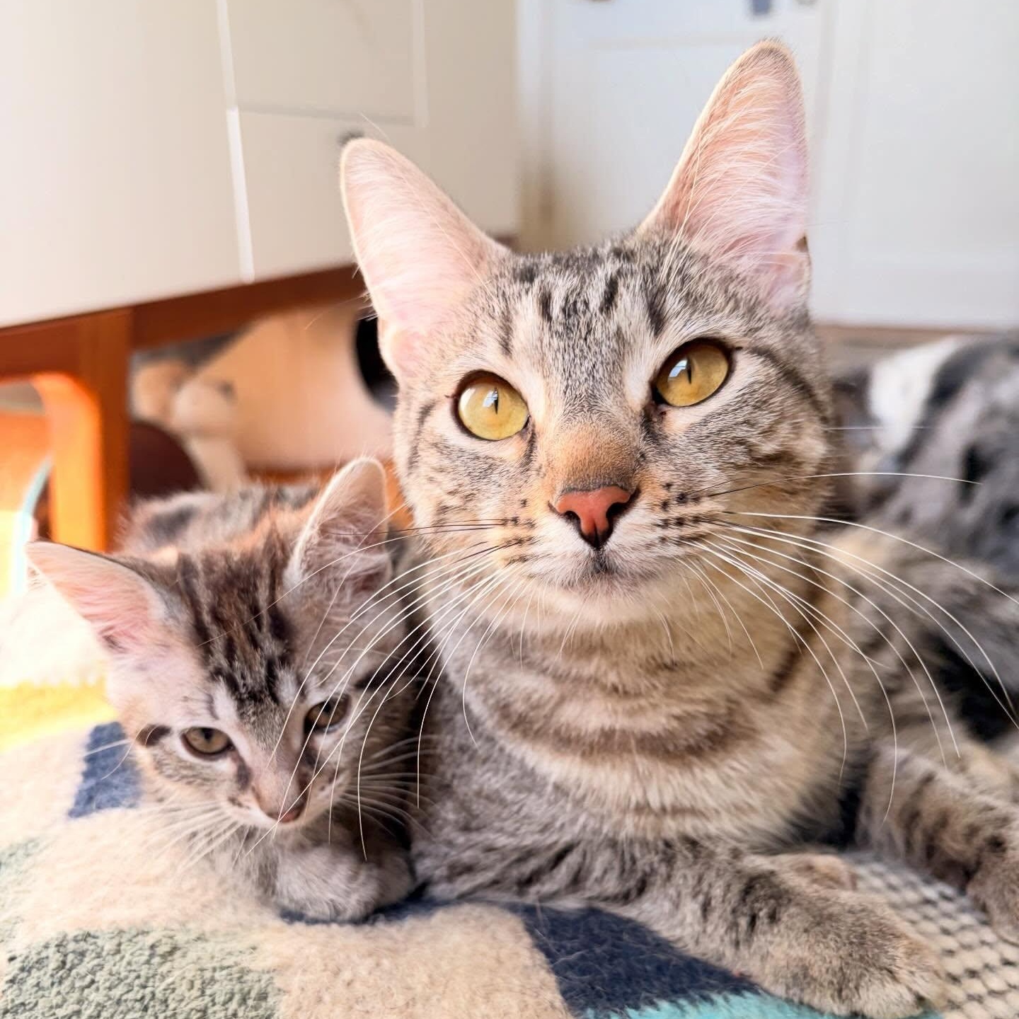 Enlarge Etta, a ADOPTABLE Domestic Short Hair in Chicago, IL image 5/6