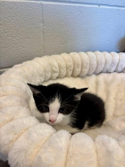 Tres, Adoptable, Kitten Male Domestic Short Hair & Domestic Short Hair.
