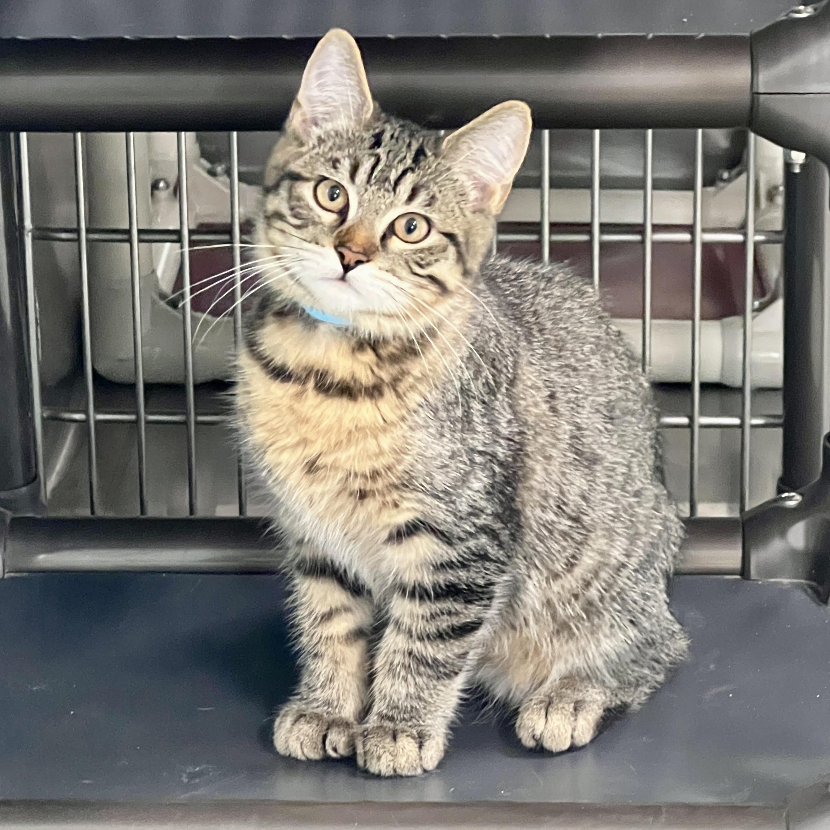 Hank, Adopted, Kitten Male Domestic Short Hair.