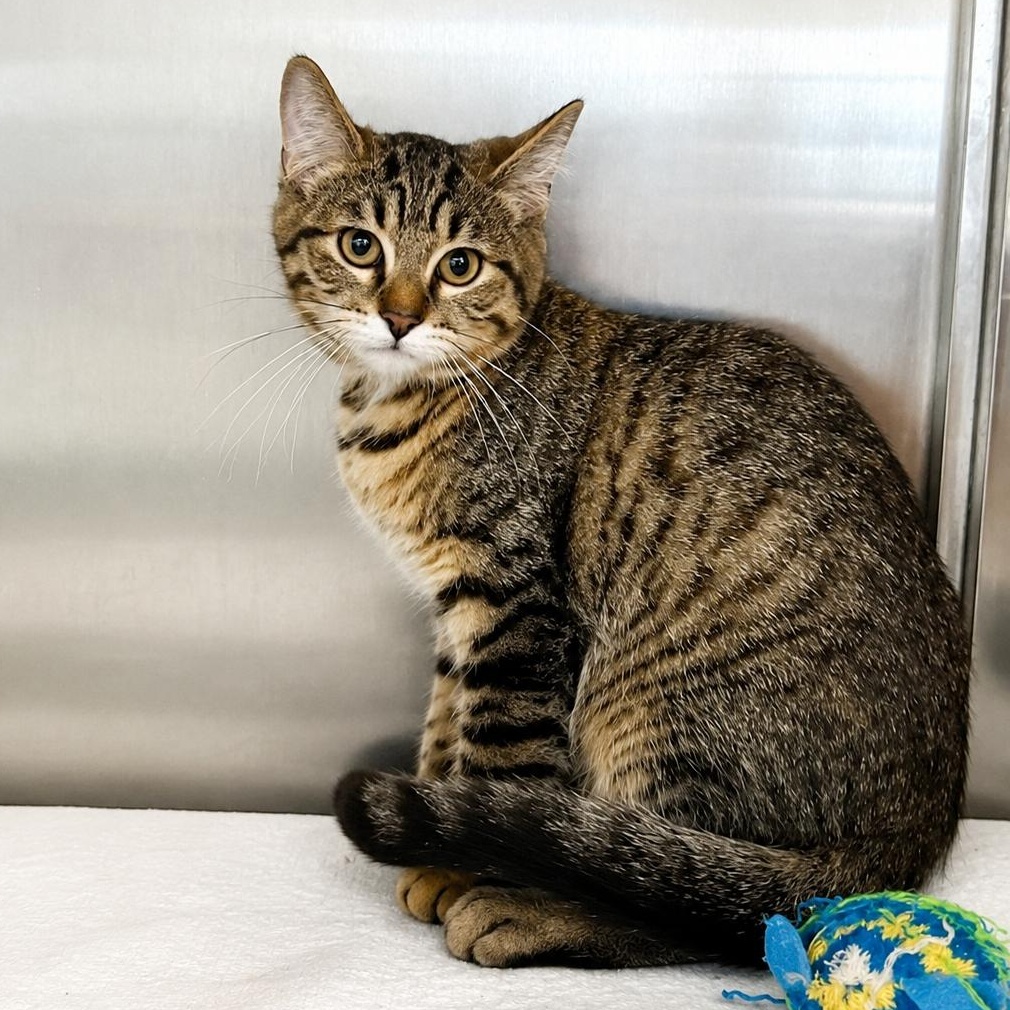 Enlarge Hank, a Adopted Domestic Short Hair in Jamestown, ND image 2/2
