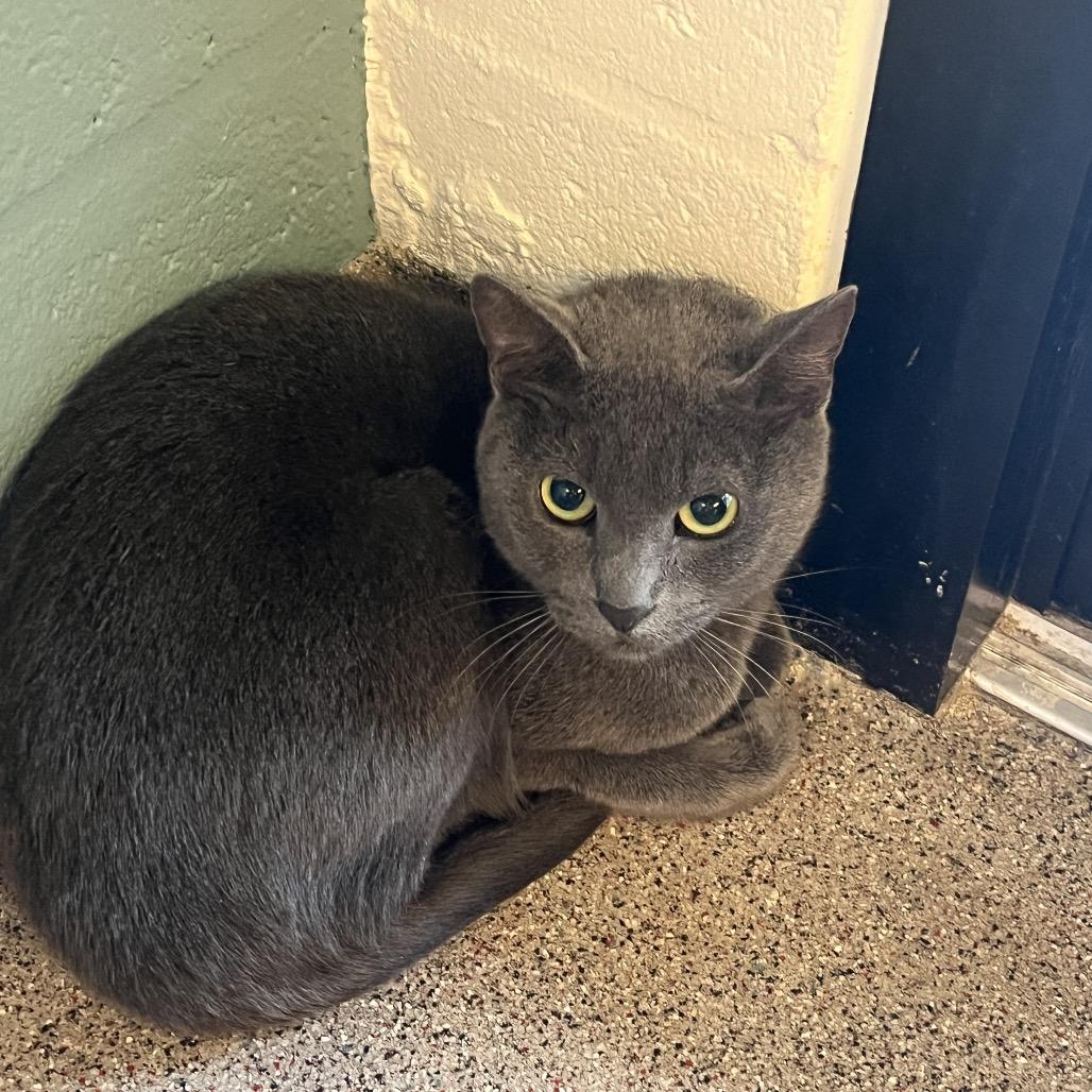 Daisy Blue, Adoptable, Adult Female Domestic Short Hair.