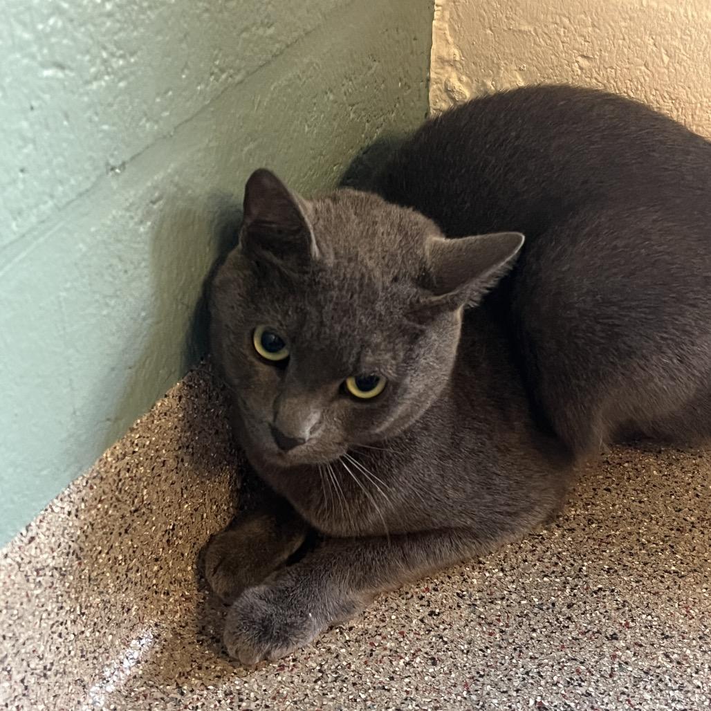 Enlarge Daisy Blue, a Adoptable Domestic Short Hair in Sarasota, FL image 2/3