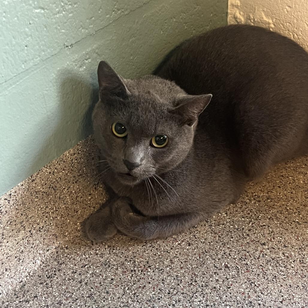 Enlarge Daisy Blue, a Adoptable Domestic Short Hair in Sarasota, FL image 3/3