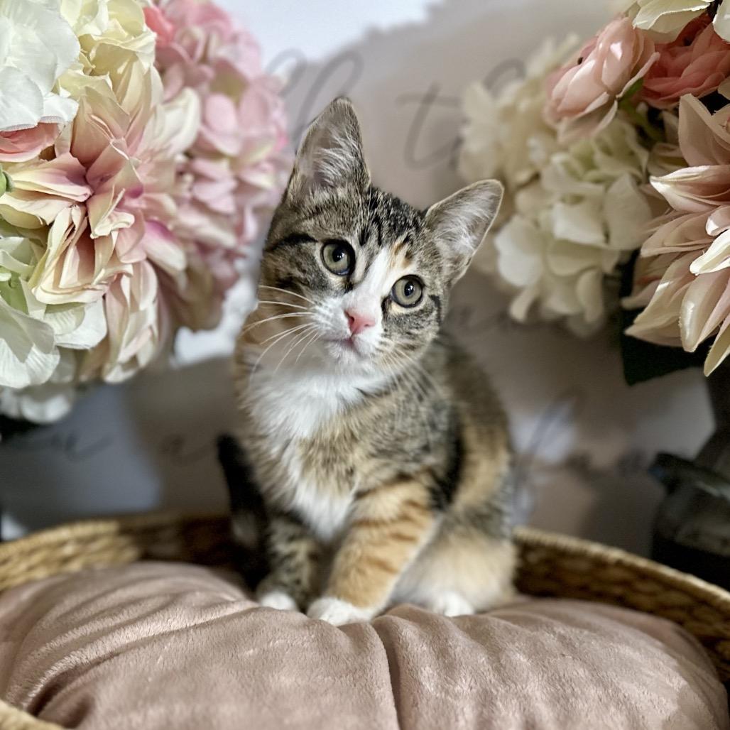 Raja, Adoptable, Kitten Female Domestic Short Hair.