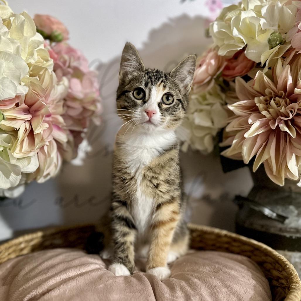 Raja, a Adoptable mixed breed image 2/2