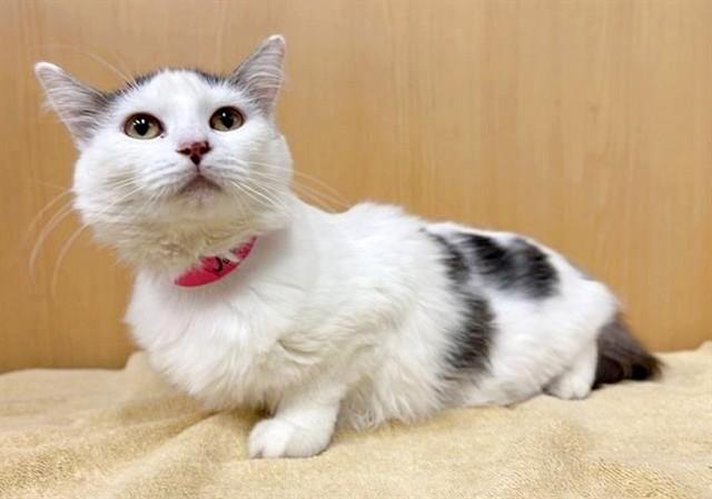 JERSEY, Adoptable, Young Female Domestic Long Hair.