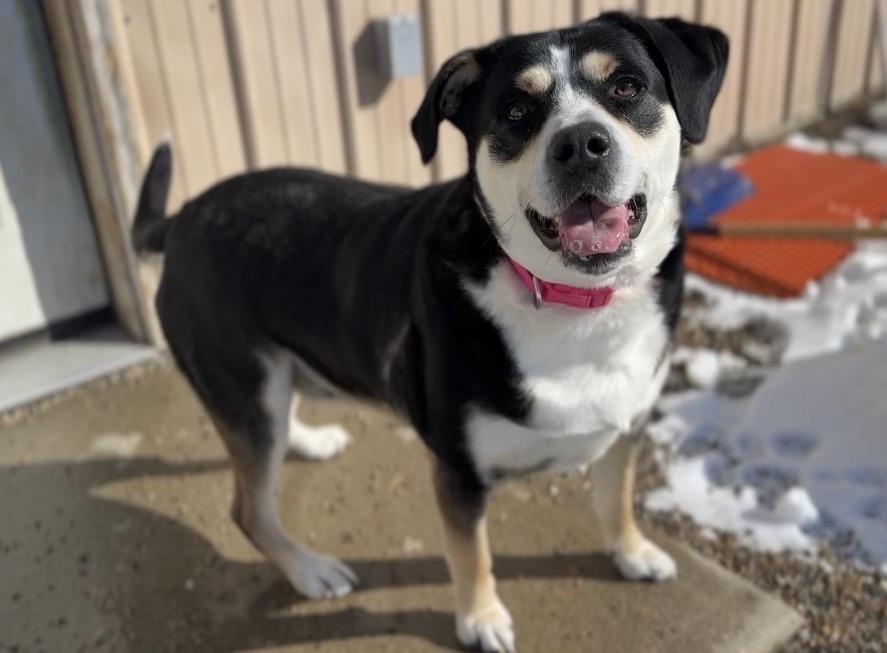 Enlarge Phoebe, a Adoptable mixed breed in Bemidji, MN image 2/4