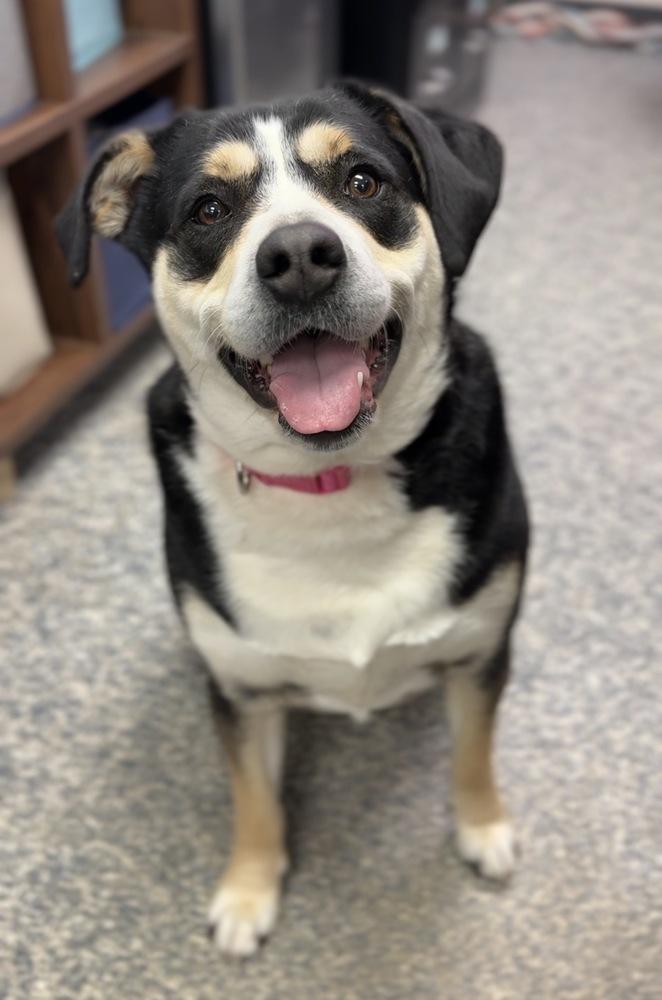 Enlarge Phoebe, a Adoptable mixed breed in Bemidji, MN image 3/4