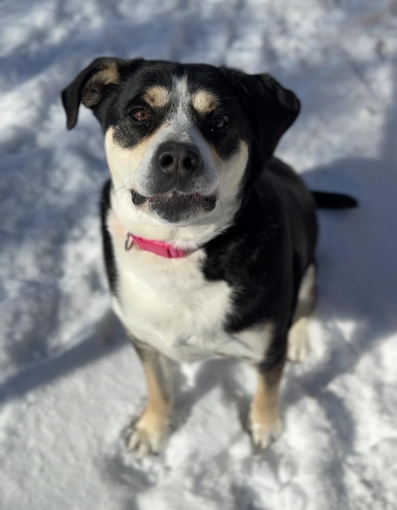 Enlarge Phoebe, a Adoptable mixed breed in Bemidji, MN image 3/4