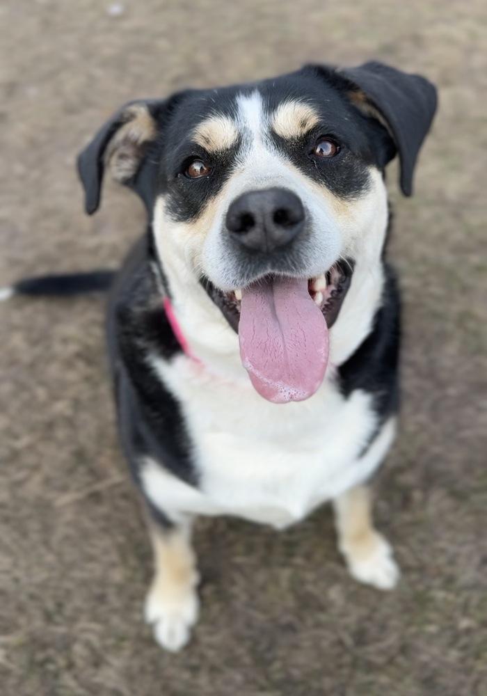 Enlarge Phoebe, a Adoptable mixed breed in Bemidji, MN image 4/4