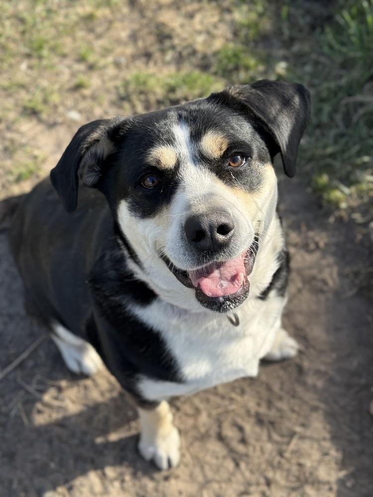 Enlarge Phoebe, a Adoptable mixed breed in Bemidji, MN image 5/5