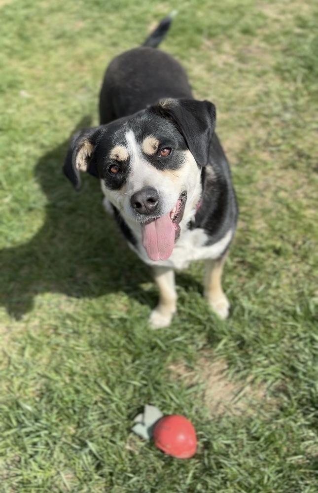 Phoebe, a Adoptable mixed breed in Bemidji, MN image 4/6