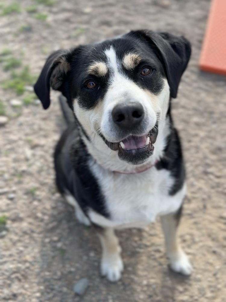 Phoebe, a Adoptable mixed breed in Bemidji, MN image 5/6