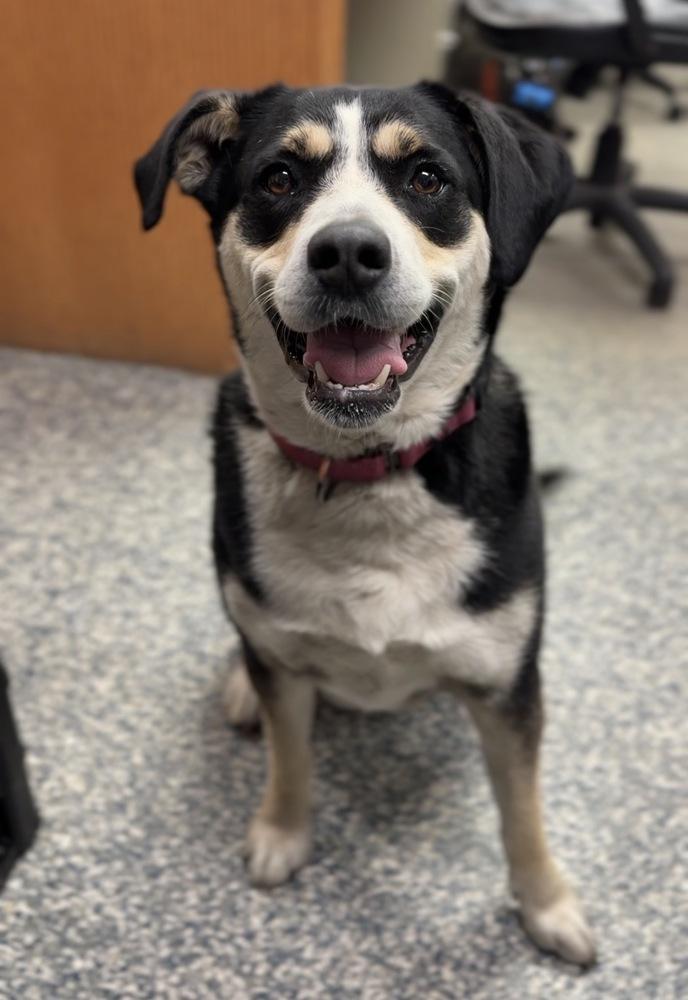 Phoebe, a Adoptable mixed breed in Bemidji, MN image 6/6
