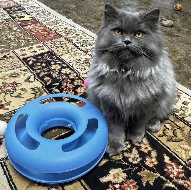 Enlarge KEENAN, a Adoptable Persian in Powder Springs, GA image 1/2