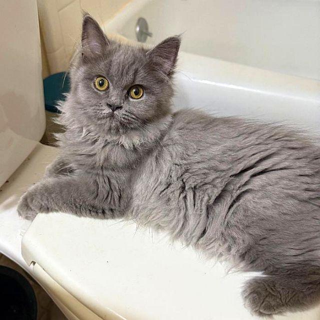 Enlarge KEENAN, a Adoptable Persian in Powder Springs, GA image 2/2