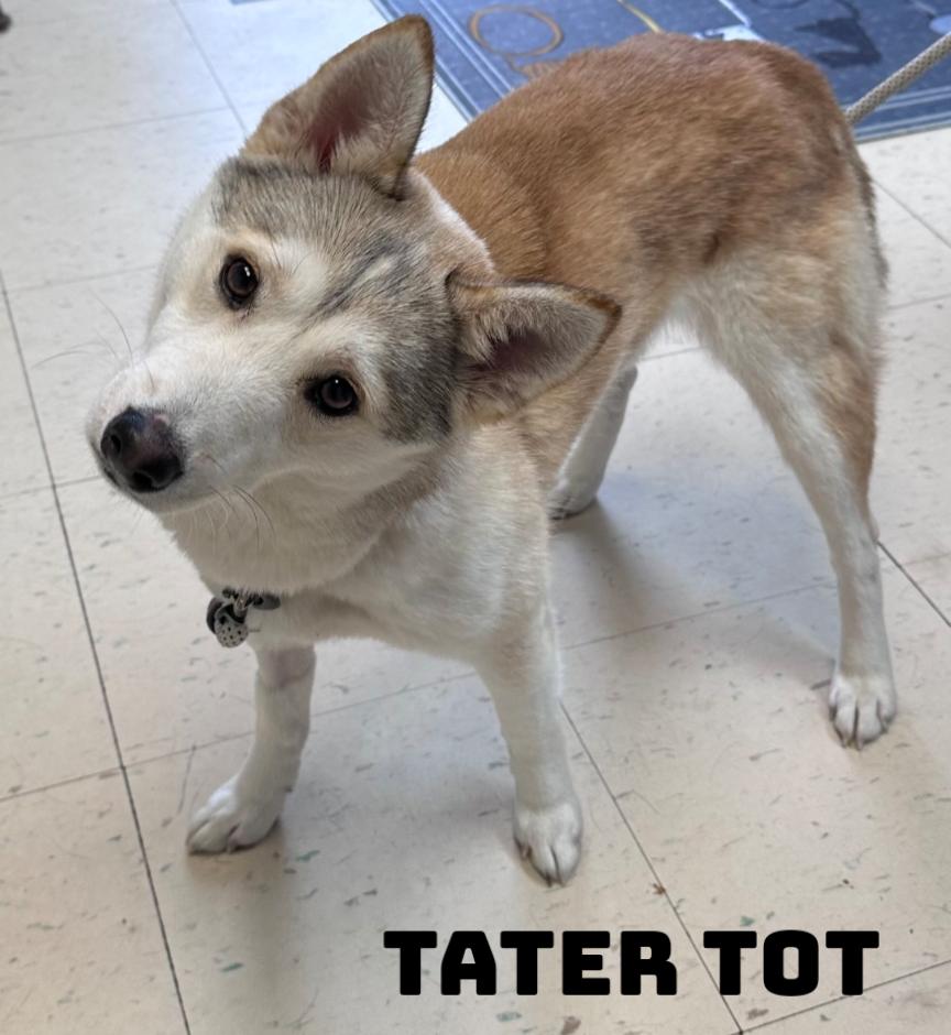 Tater Tot thumbnail 3