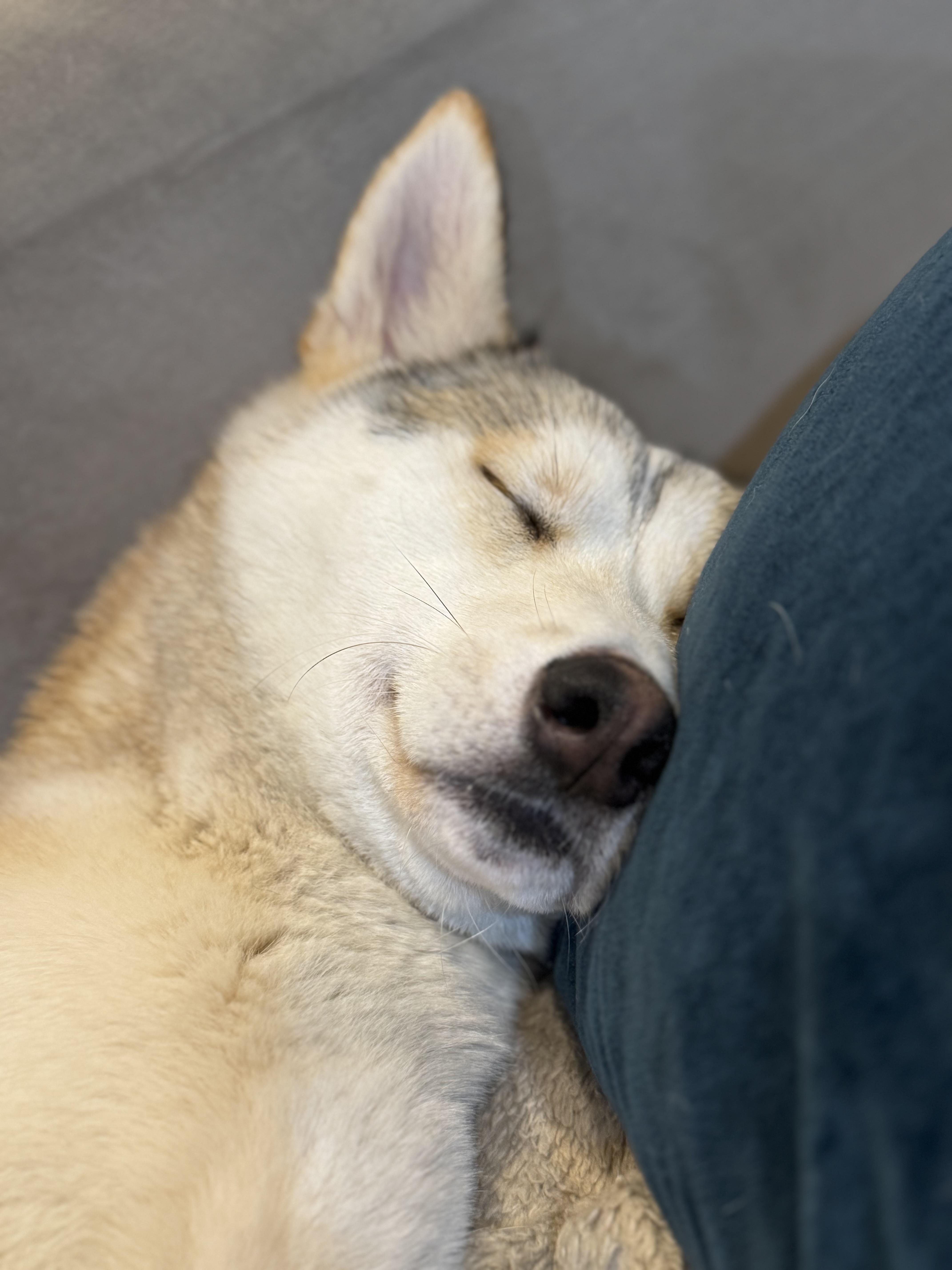 Tater Tot thumbnail 4