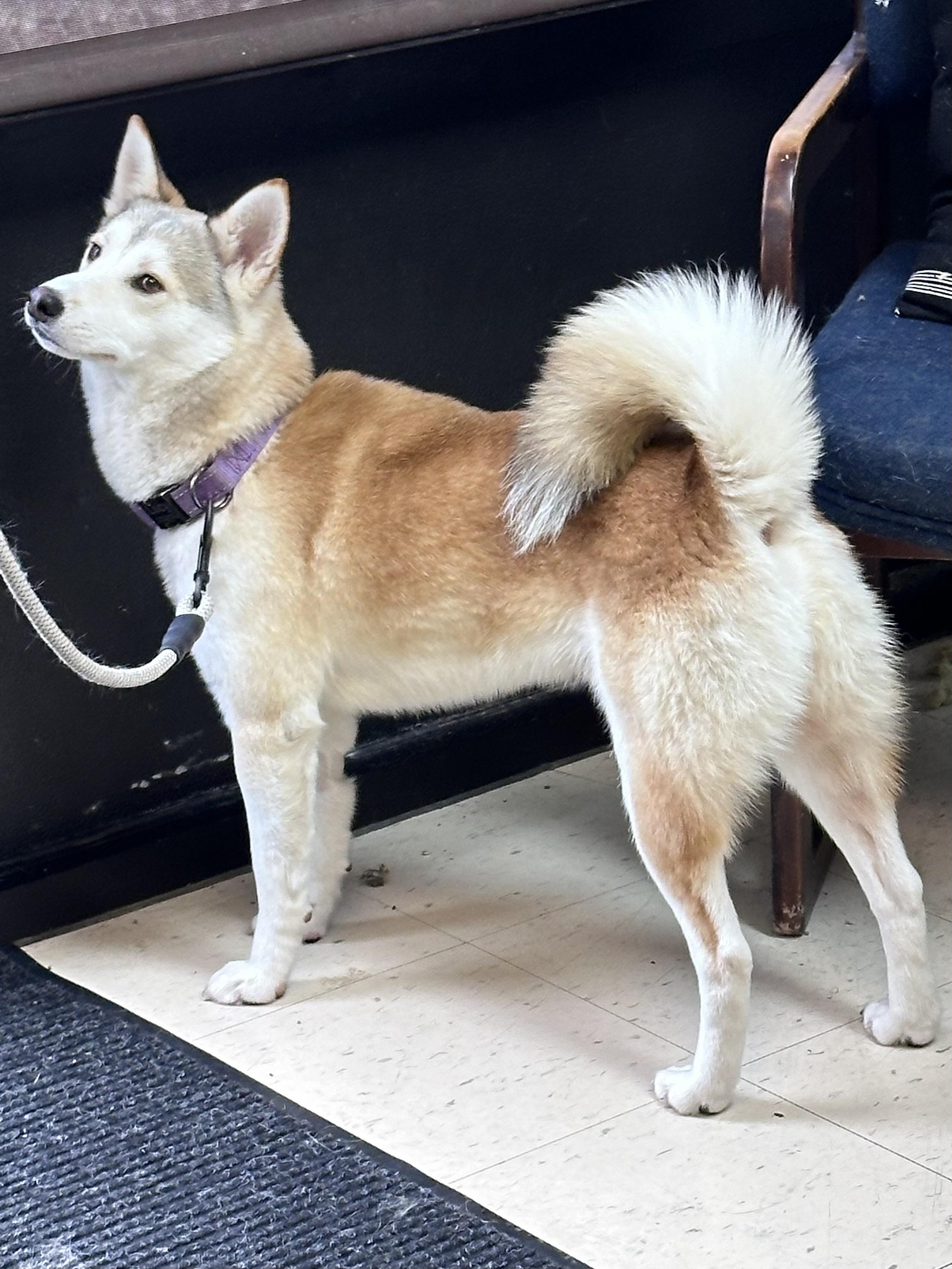 Tater Tot thumbnail 5