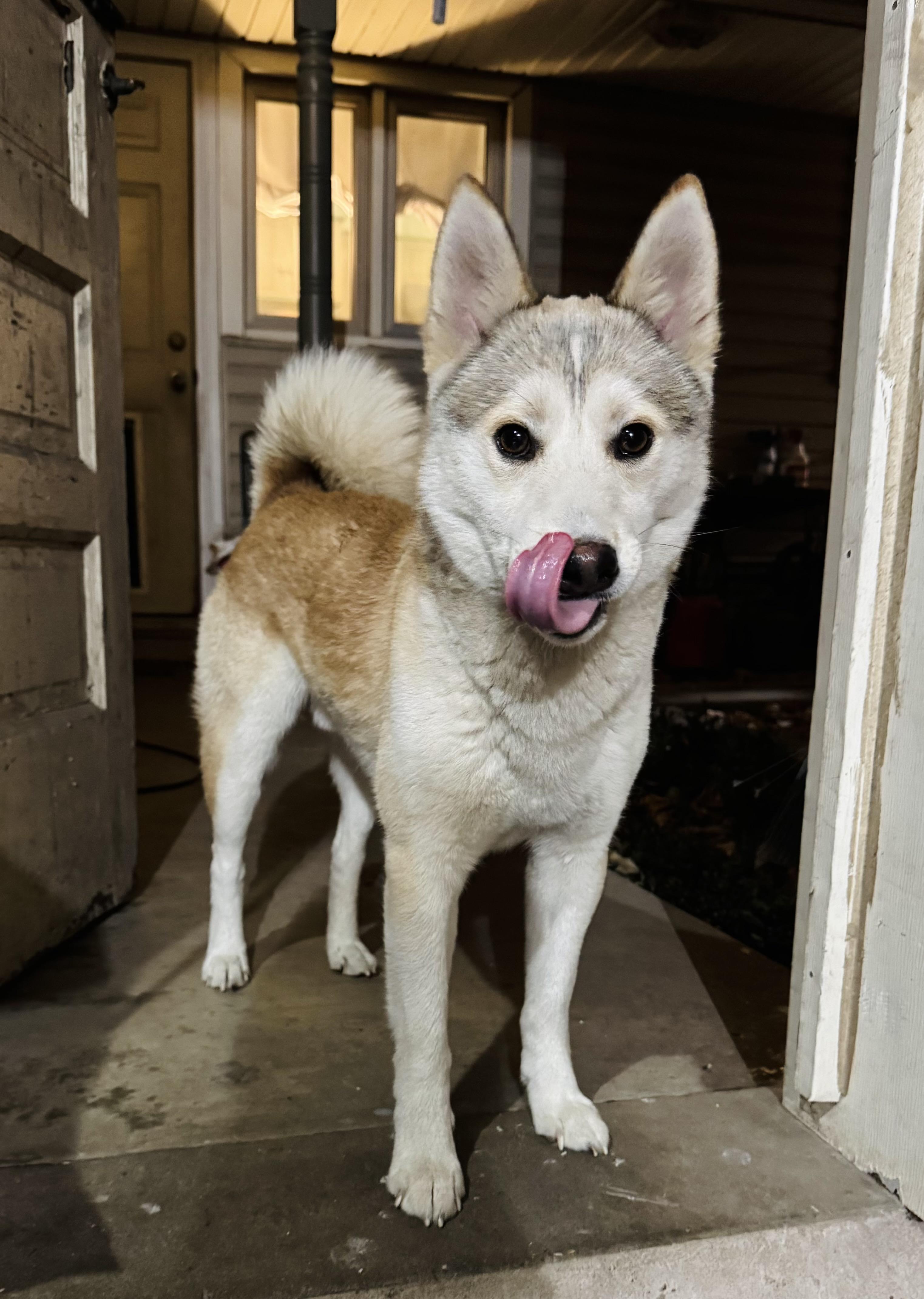 Tater Tot thumbnail 6