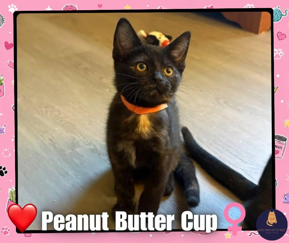 Enlarge Peanut Butter - Kitten, a Adopted Domestic Short Hair in Enfield, CT image 1/1