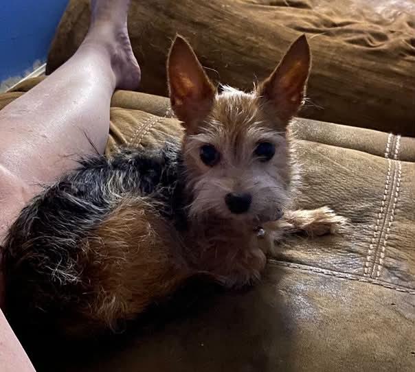 Enlarge Manny, a Adoptable Yorkshire Terrier in Saint Charles, MO image 4/6