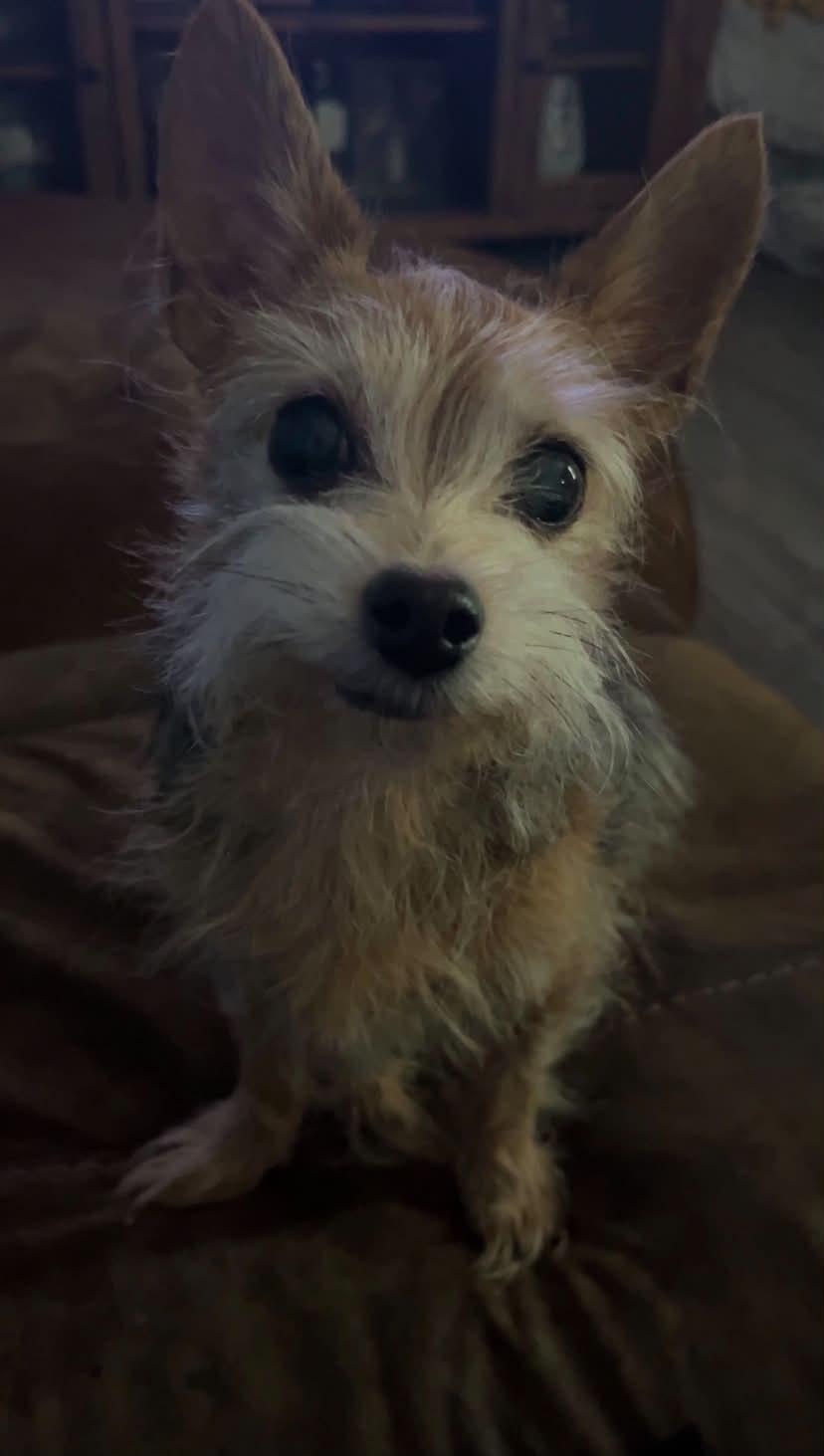 Enlarge Manny, a Adoptable Yorkshire Terrier in Saint Charles, MO image 3/6